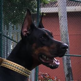 Mayhem  - Doberman Pinscher