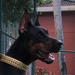 Mayhem  - Doberman Pinscher