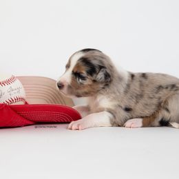 Border Collie Puppies from Contact Point Border Collies
