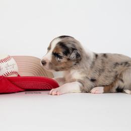 Border Collie Puppies from Contact Point Border Collies