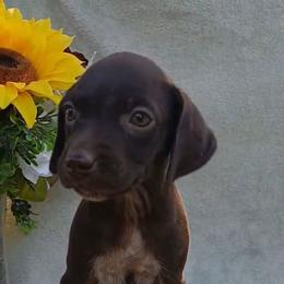 Girl 1 - Liver female German Shorthaired Pointer puppy in Laporte, Minnesota from Northern Odyssey Gun Dogs