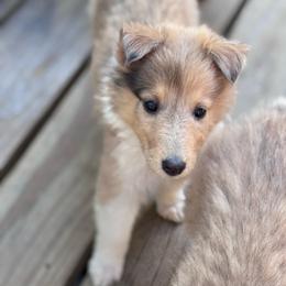 Ms. Gray - Sable merle and white female Collie puppy in Tallahassee, Florida from Lampost Kennels