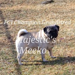 Meeko - Pug