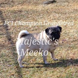 Meeko - Pug