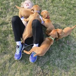 Vizsla Puppies from Driftless Vizslas