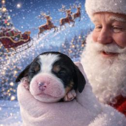 Clarnella - Black white and tan female English Springer Spaniel puppy in Florida from Thunderbird Springers