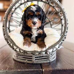 Happy - Tri-color female Bernedoodle puppy in West Haven, Utah from Split Mountain Doodles