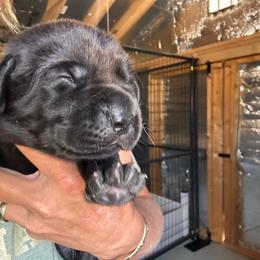 Green - Black male Labrador Retriever puppy in Newton Grove, North Carolina from Wayalife Labradors & Gsp’s