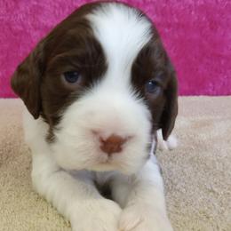 Noel - Liver and white female English Springer Spaniel puppy in North Carolina from Ebenezer Valley ESS