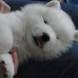 Samoyed Puppies from Sunkaska Samoyeds