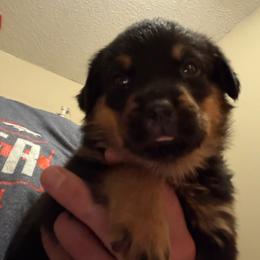 Red girl - Black and mahogany female Rottweiler puppy in Colorado Springs, Colorado from Von Locher Rotties