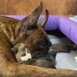 Boxer Puppies from Fineview Boxers