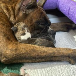 Boxer Puppies from Fineview Boxers
