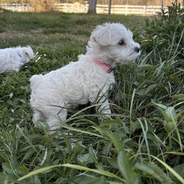Eliza - Wheaten female Miniature Schnauzer puppy in Hollywood, South Carolina from Lowcountry Dreams Schnauzers