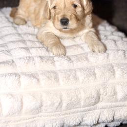 Goldendoodle Puppies from Diverse Nurturing Affectionate Doodle Kennel