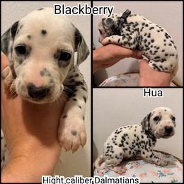 Blackberry - White and black male Dalmatian puppy in Pocatello, Idaho from High Caliber Dalmatians