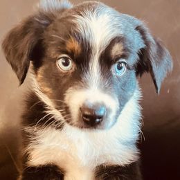 Comet - Black tri male Miniature Australian Shepherd puppy in Sulphur, Oklahoma from Barnyard Aussies