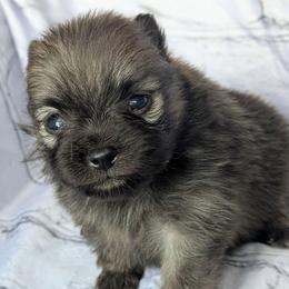 Tina - Orange sable female Pomeranian puppy in Utah from Pop Off Poms & Chis