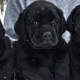 Girl 2 - Black female Labrador Retriever puppy in Plainwell, Michigan from Preuss Puppies