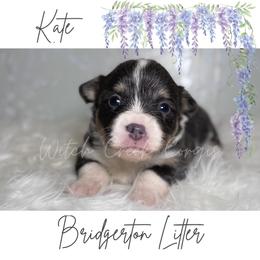 Kate- Fluffy - Gray and white female American Corgi puppy in Greenwood, Indiana from Witch Creek Corgis