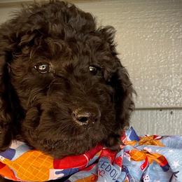 Pink Girl - Black Goldendoodle puppy in Thomasville, North Carolina from North Carolina Doodles- Thomasville