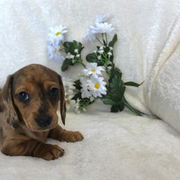 M'Lynn - Dapple female Dachshund puppy in Ballinger, Texas from Missy’s Mini Dachshunds