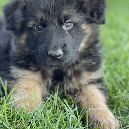 German Shepherds and Miniature American Shepherds from Schmidt’s Vom Vollen Haus