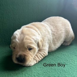 Boy 1 - Light golden Golden Retriever puppy in Sarasota, Florida from Chevaline Goldens