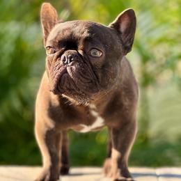 Chaco - French Bulldog