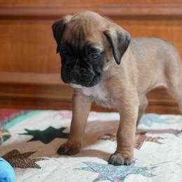 Aqua - Fawn female Boxer puppy in Fayetteville, Tennessee from Euro Boxers of Tennessee