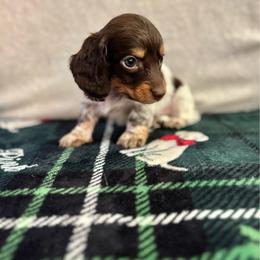 Scout - Piebald male Dachshund puppy in Ceres, California from Rockin' M’s LilBitty Dachshunds (LBD)