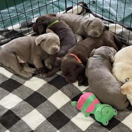 Dilute Retriever Puppies from Virdin’s Silver Labs