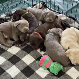 Dilute Retriever Puppies from Virdin’s Silver Labs
