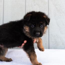 Male (Yellow Collar) - Black and red male German Shepherd puppy in Kamas, Utah from Uinta Mountain Shepherds