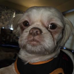 Uno - Shih Tzu
