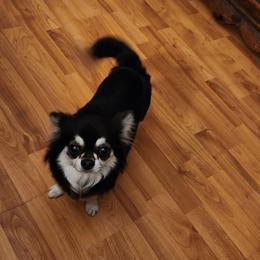 Marji - Black and tan female Chihuahua puppy in Chesapeake, Virginia from Elsbeth's Chihuahuas