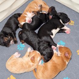 John B - Red  male Goldendoodle puppy in Springfield, Ohio from Dawson & Daryn's Royal Companions