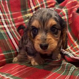 Stella - Black and tan female Dachshund puppy in Salem, Oregon from Longdox Mini Dachshunds