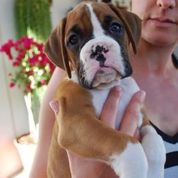 Boxers from Sinful Boxers