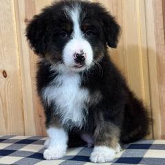 Bordoodle puppies from Tucker Bordoodles