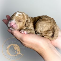 Wadsworth (black collar) - Apricot male Goldendoodle puppy in Murrieta, California from Apricot Poodles & Goldendoodles, LLC