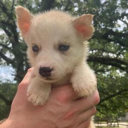 Biscuit - Sable and white male Siberian Husky puppy in College Station, Texas from Texas Siberian Husky Kennels (TSHK)