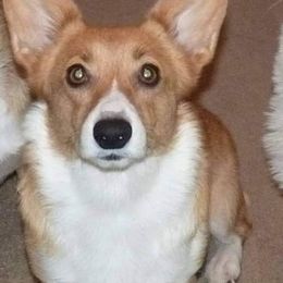 Daisy - Pembroke Welsh Corgi