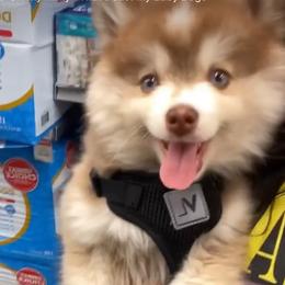Alfie - Pomsky