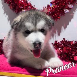 Prancer - Gray and white female Alaskan Malamute puppy in Giddings, Texas from Strong Water Malamutes