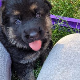 German Shepherd Puppies from Harry's Pack