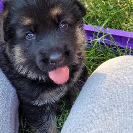 German Shepherd Puppies from Harry's Pack