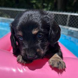 Mocha - Black and cream male Dachshund puppy in Cleveland, Georgia from Memaw’s Minis Babies Doxies