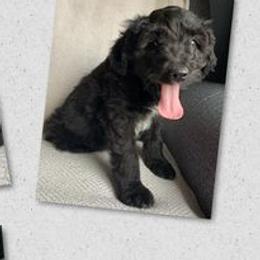 Aussiedoodle Puppies from Gruer Doodles