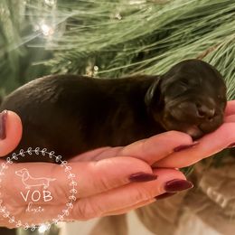 Gingerbread - Black and tan male Dachshund puppy in Sioux Rapids, Iowa from VOB Doxie